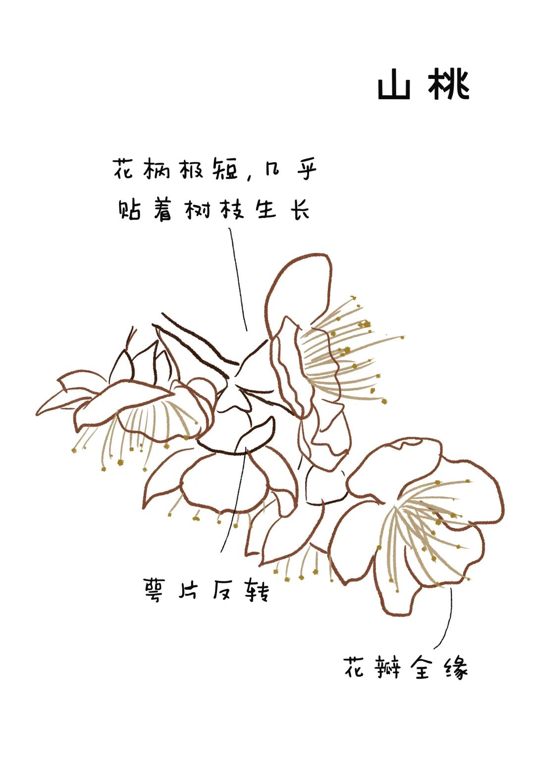 山桃简笔画图片