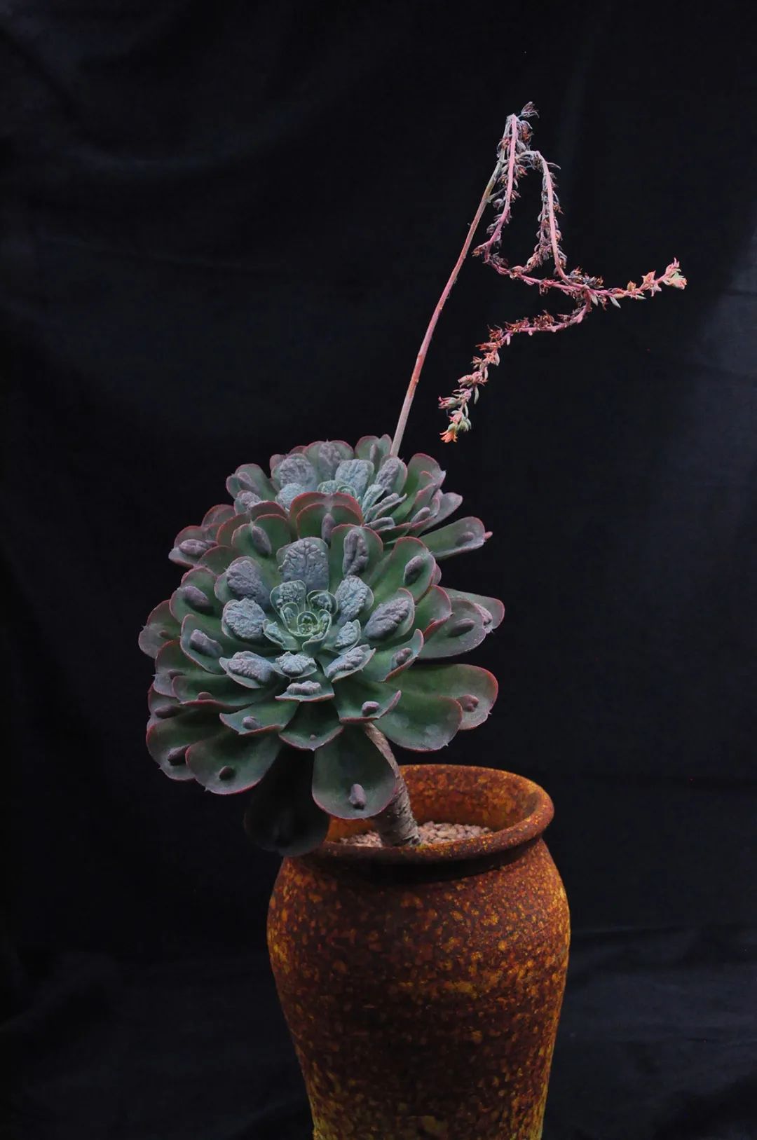 辰山多肉植物展来咯