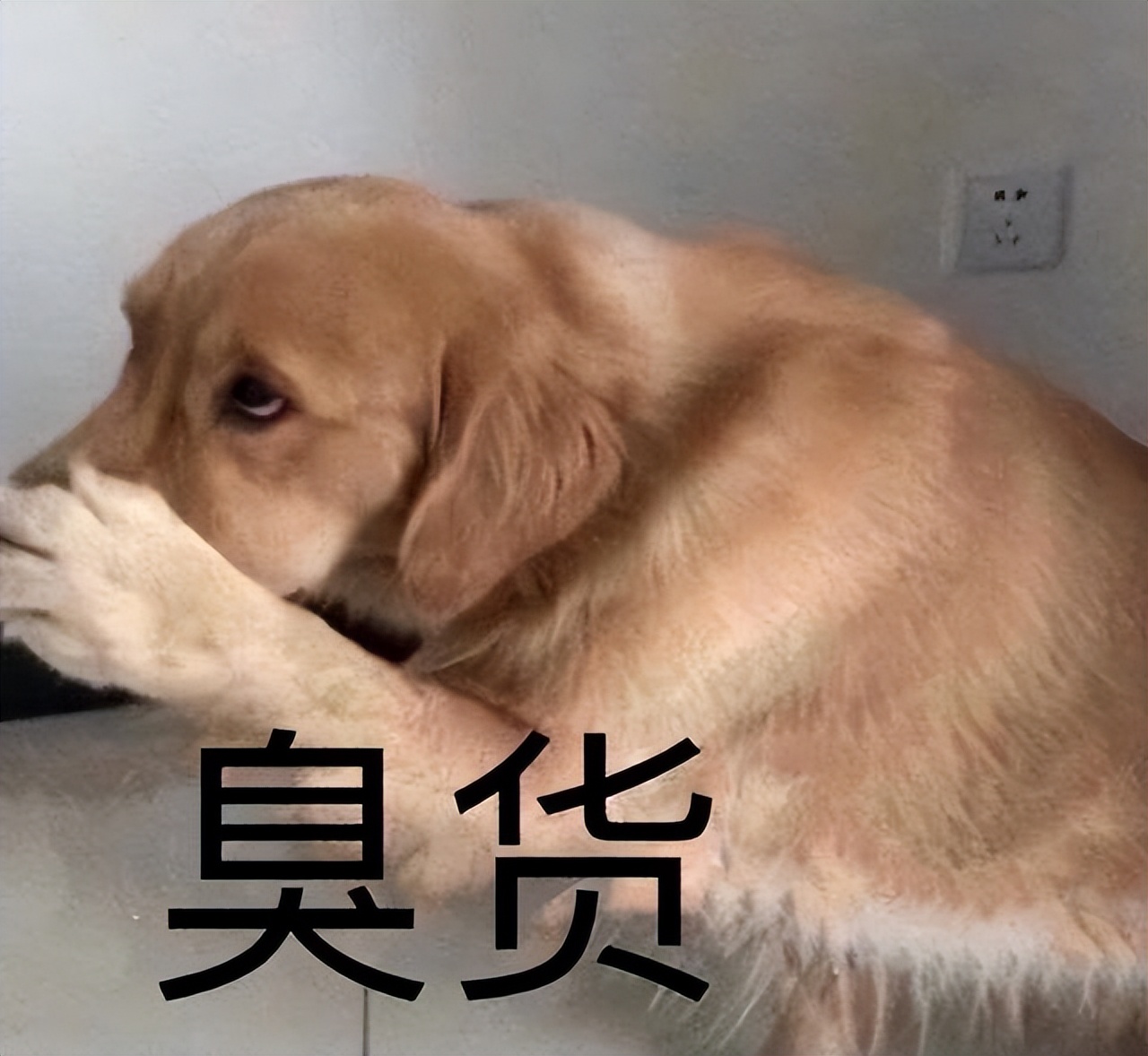 什么狗体味最臭?第一名当之无愧!