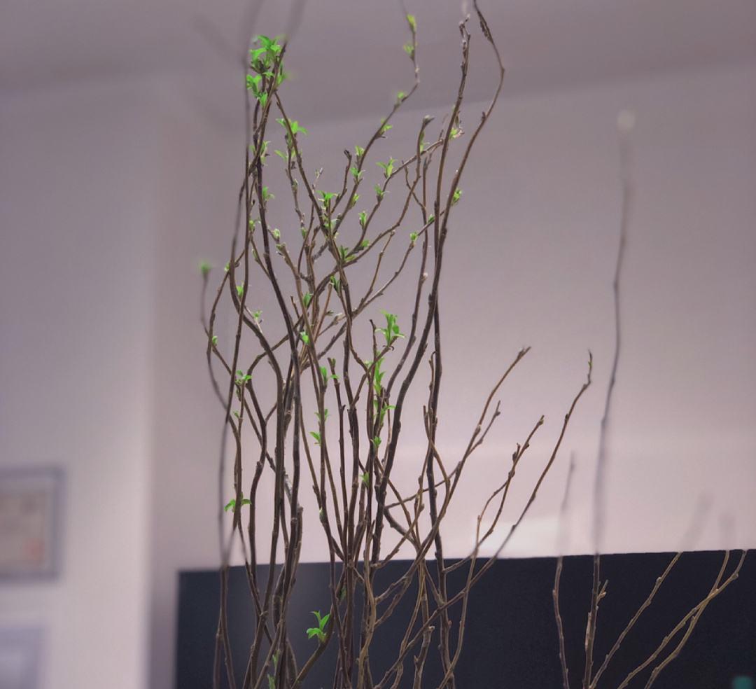 龙柳水培可以养几年?