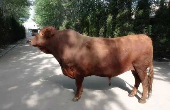 世界十大重型牛品种,中国鲁西黄牛,秦川牛,延边牛皆上榜