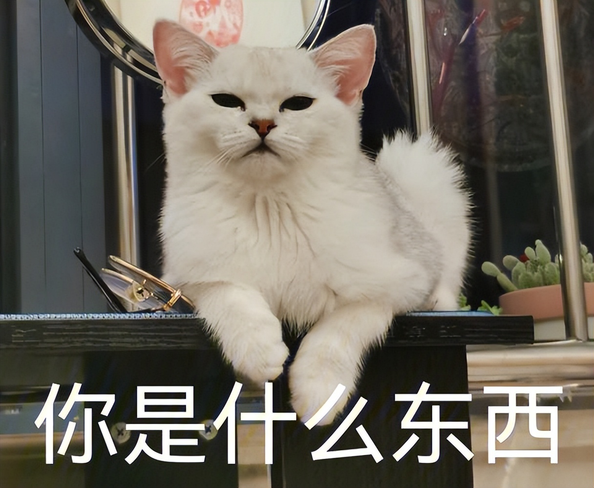 二哈mono猫弄图片