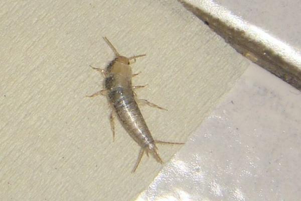 小强蟑螂幼虫图片