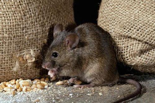 澳大利亚鼠疫横行,老鼠从天而降尸横遍地,宛如生化危机