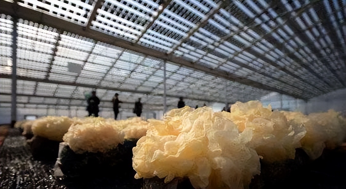 光伏下乡发电喂羊养虾种草药,浙江农民一年挣10万,解决产能过剩