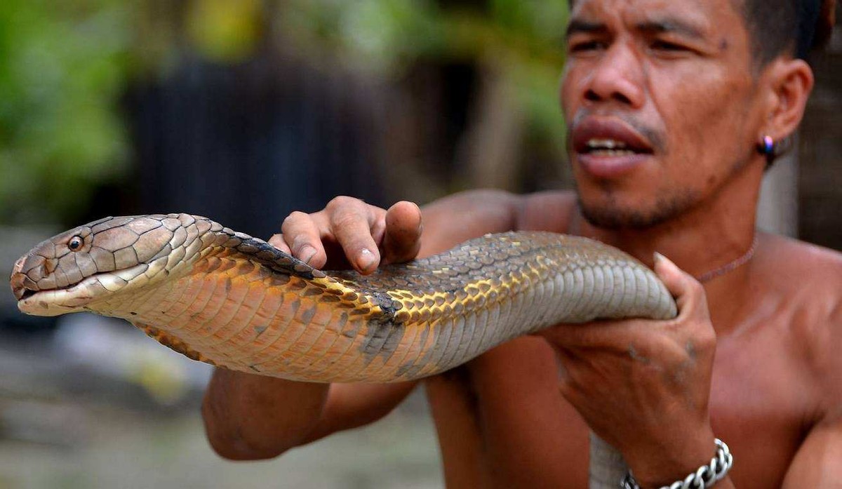 泰国出现一条"寻仇"毒蛇,村民担心不已,蛇为什么会报复人类?