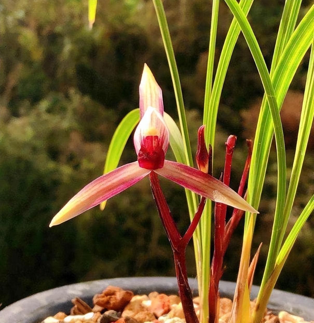 云南极品红素——滇红素,花色水红,香气醇正,被誉为春兰之王