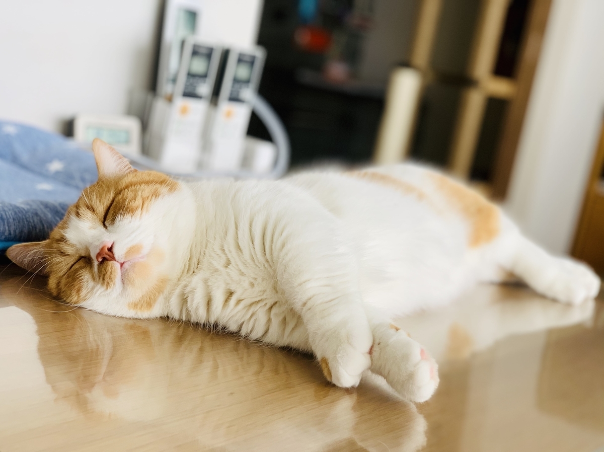 睡懒觉的猫咪,千万别去叫醒它!大部分饲主都后悔这么做