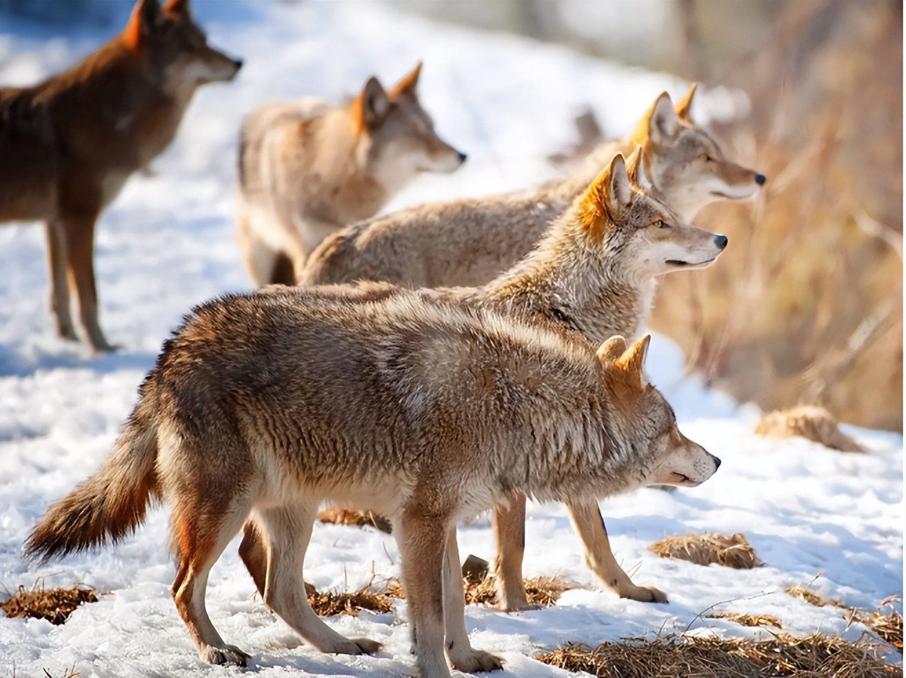 西藏一位边防战士,冒险救狼仔,2019年退伍时,狼群举动令人泪目