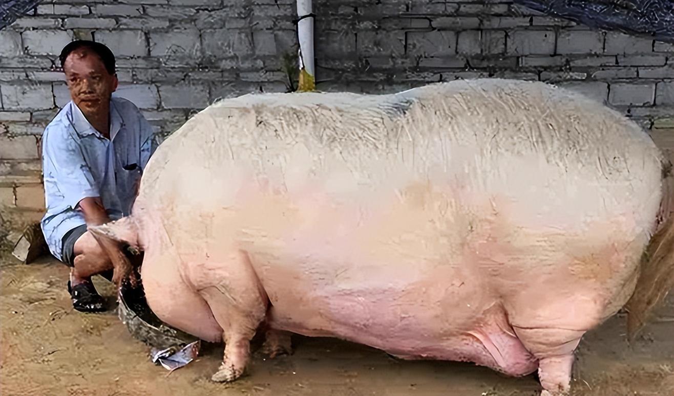 两百斤的猪有多大图片图片