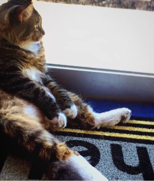 真招财猫!国外猫咪坐在窗前发呆,竟能让路人"投币"为搏其一笑