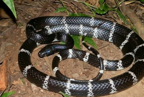 福建常见10种毒蛇