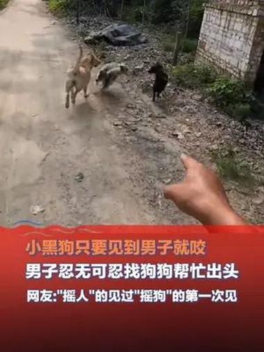 7月16日(发布时间),河南,男子被小黑狗追着咬忍无可忍找狗狗帮忙出头