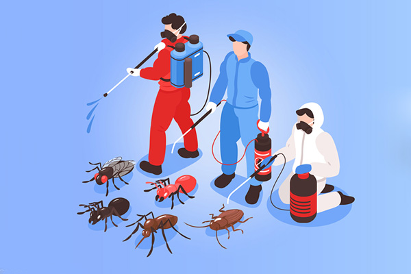 夏季四害消杀攻略,教你轻松消灭病媒生物!