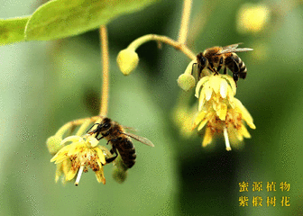 饶河东北黑蜂的由来