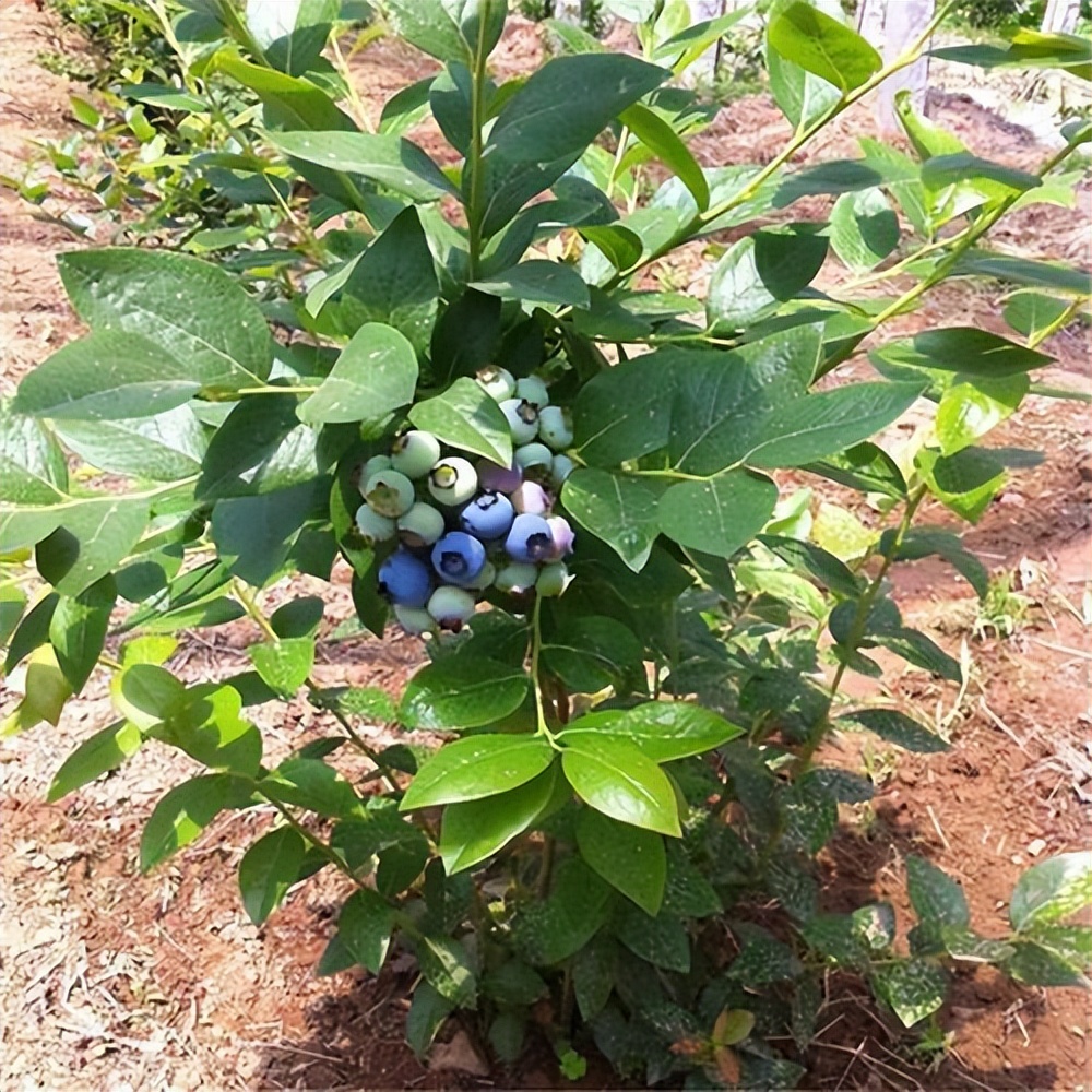 蓝莓树什么样子的图片图片