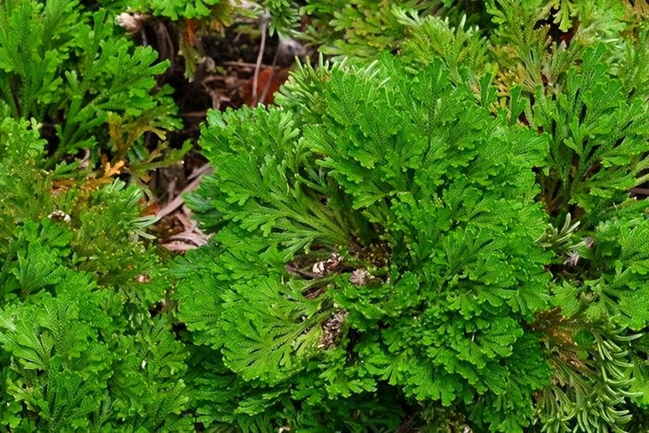 民间常说的"还魂草"原来长这样,爬山时就能看到,遇到别不认识