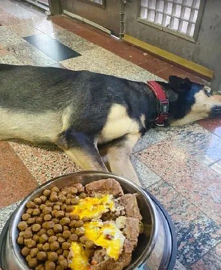 狗子到朋友家暂住几天,回来郁闷地躺在地上不吃