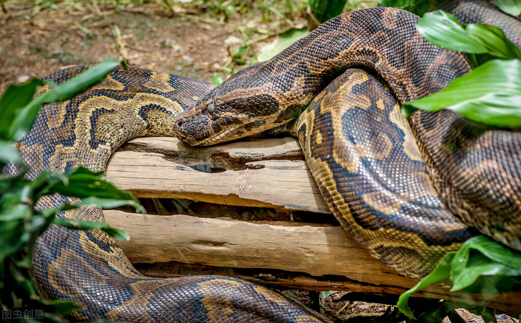 纳塔尔蟒是非洲大力士,也是偷袭高手,还是蛇类少有的称职母亲