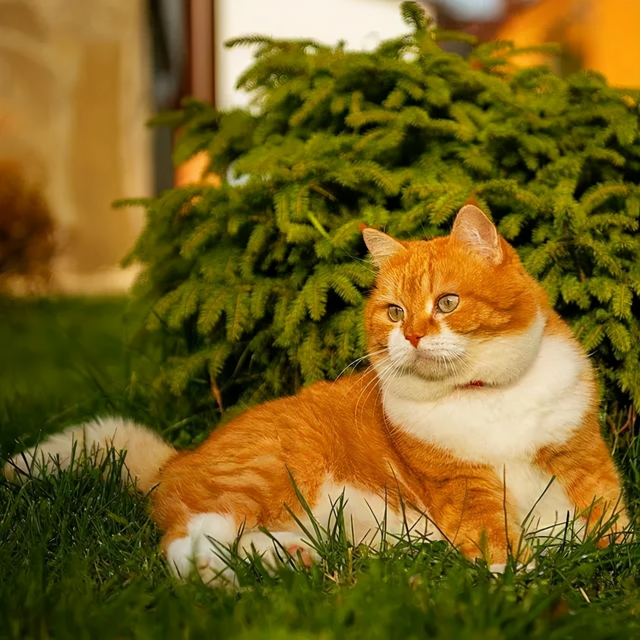 一只漂亮的橘猫,颜值高到圈粉无数猫奴