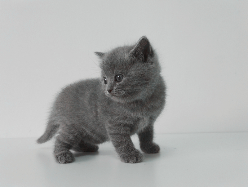 幼猫晚上一直叫怎么解决?