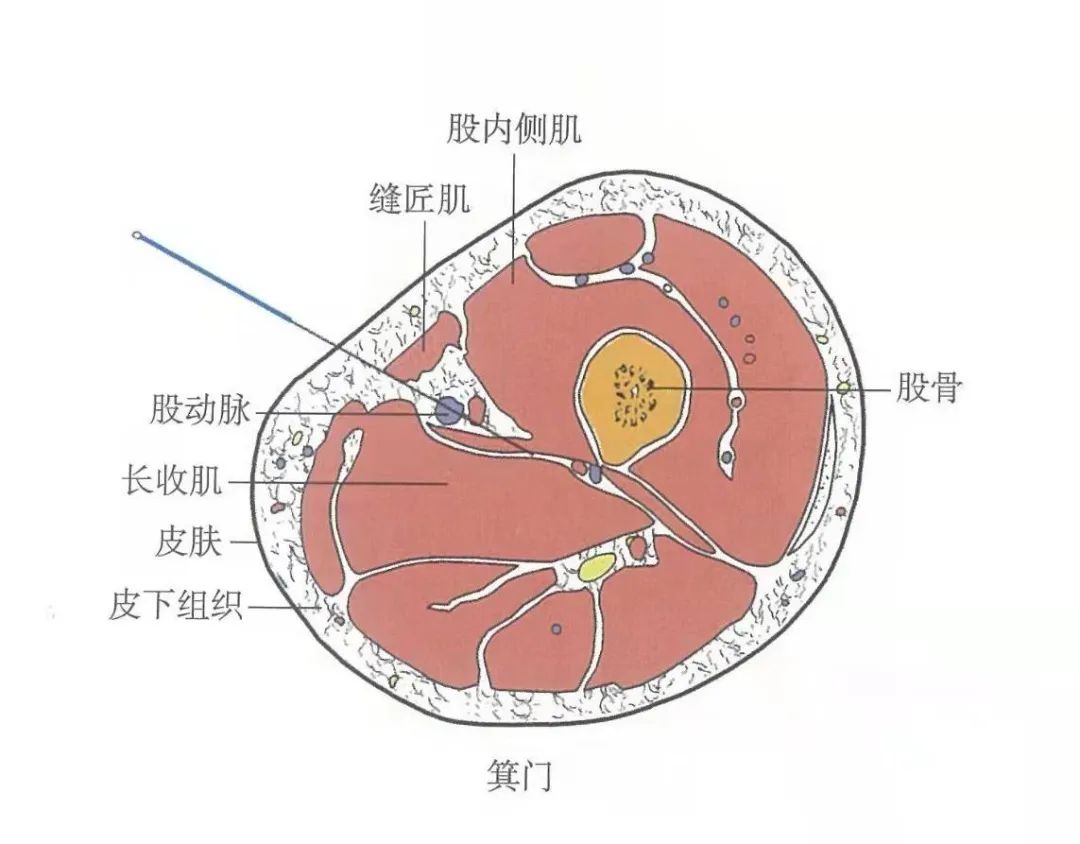 穴位知识 箕门