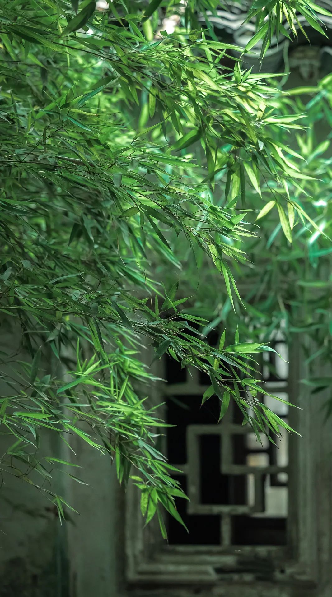竹孑壁纸手机壁纸高清图片