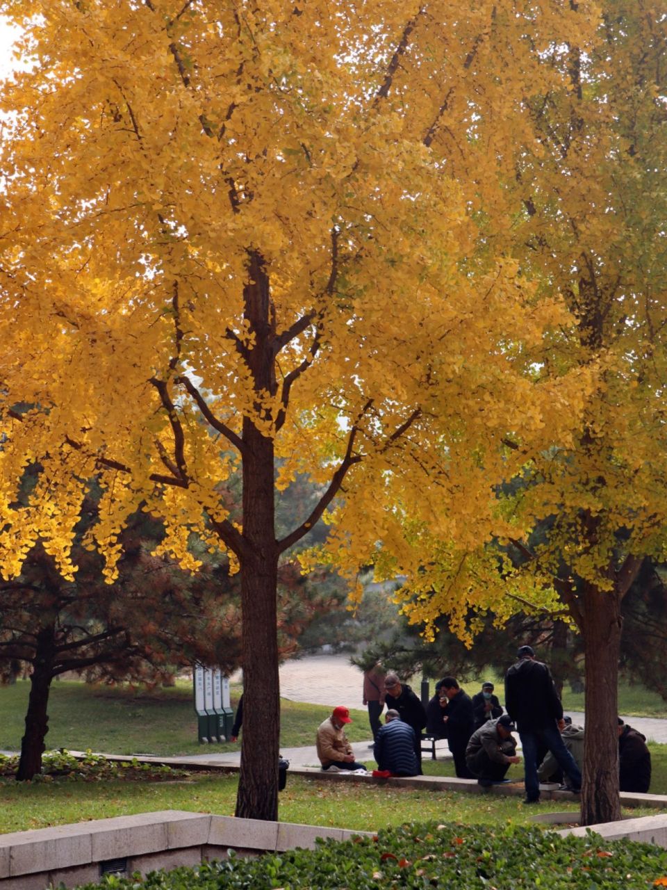 99%的人都不知道的冷门赏秋地 每天都会路过慈寿寺的玲珑公园, 右幸