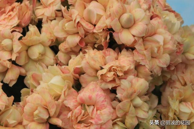 摩尔长寿花,花开肉色花朵重瓣,花开到6月花期长个别花朵带红丝