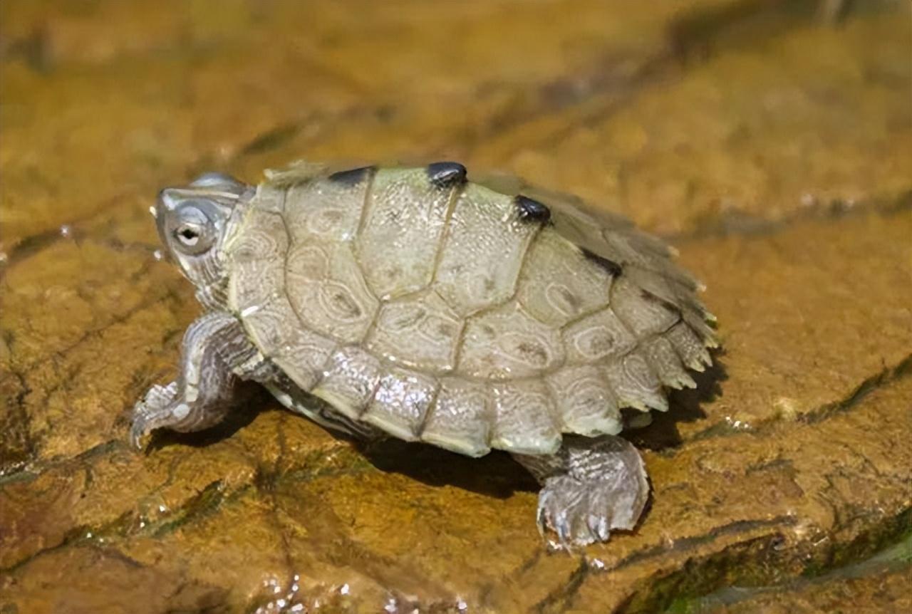 地图龟是龟界的哈士奇,也是适合新手饲养的观赏龟,地图龟有13种