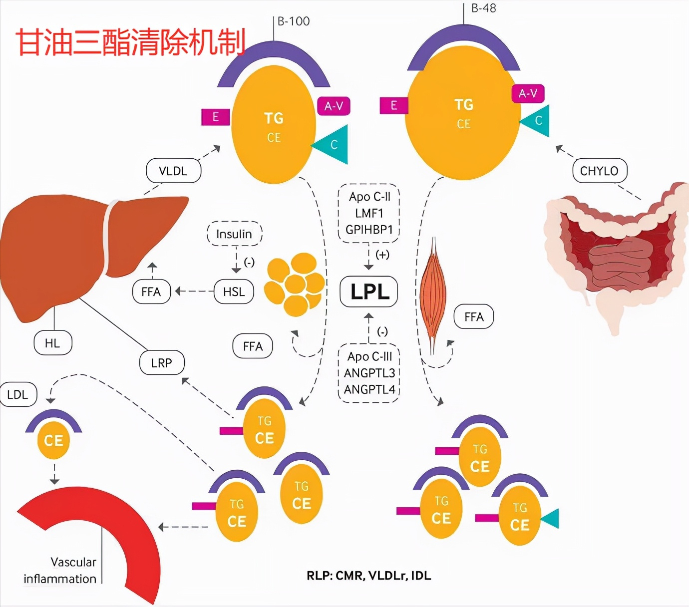 反转|美国心脏病学会acc:少吃主食,可以降低甘油三酯