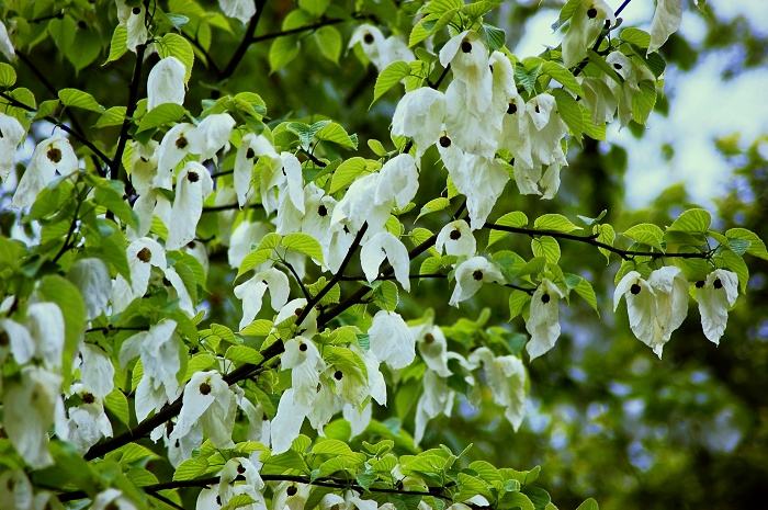 龙苍沟鸽子花开花时间