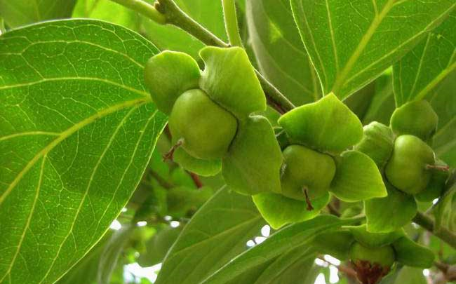 被称为"老年斑的克星"的柿子叶,用叶子煮水用途多,很多人不懂