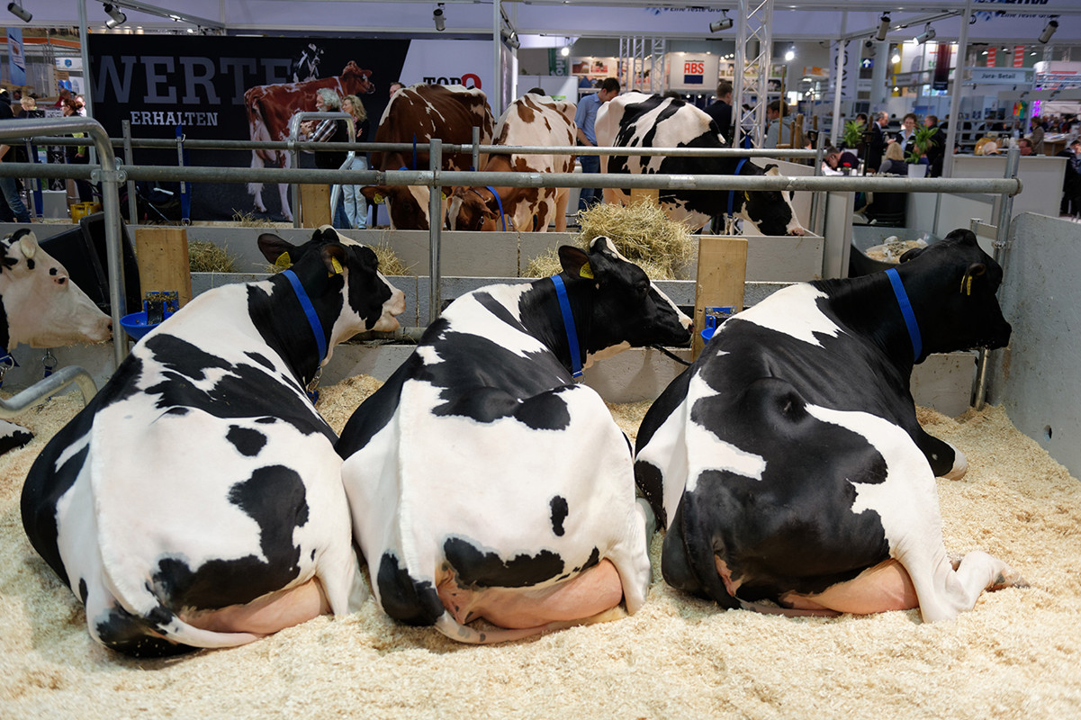 动物进行回交不会违反伦理道德吗?为何要让动物回交?