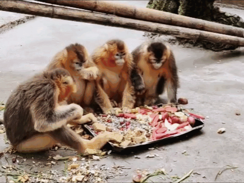 碧峰峡科普在线|"美猴王"——川金丝猴