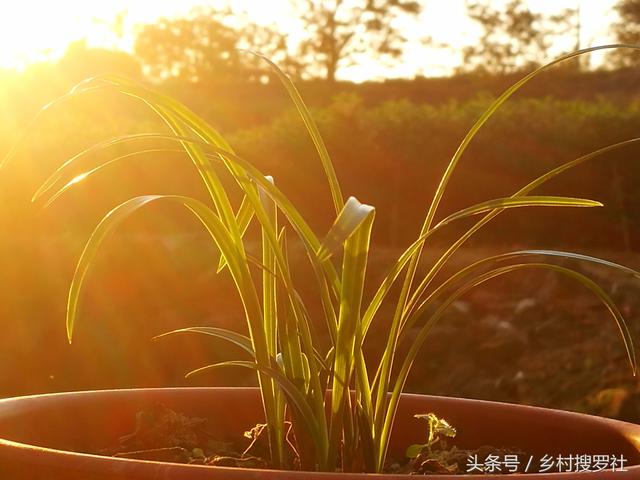 种植兰花浇水有多难?好摄农夫用4个字总结,其实不难