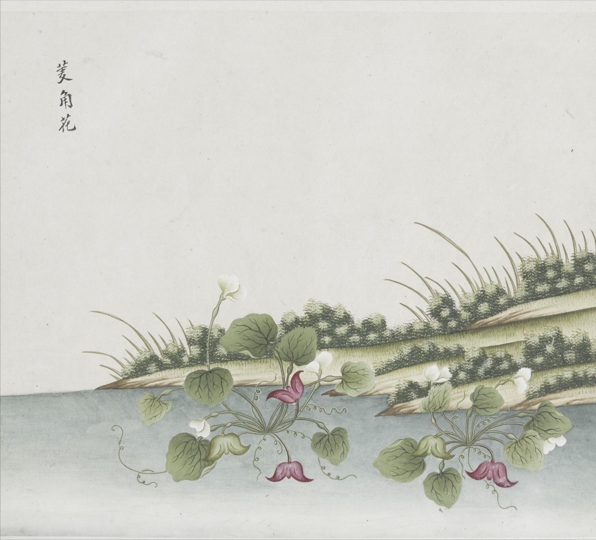 各样花草鱼鸟虫图册——各样花图册