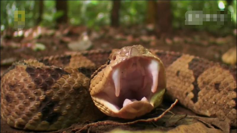 跳跃矛头蝮:体型小,毒牙短,毒性不强,却可以跳起来远距离咬人