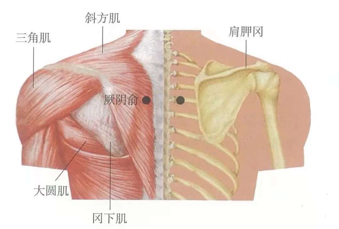 厥阴俞的准确位置图图片