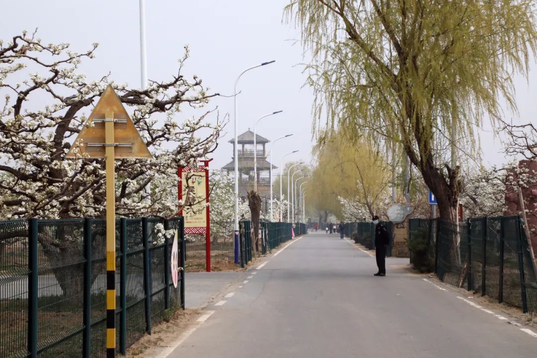 大兴区庞各庄镇全力做好梨花开放期间安全服务保障工作