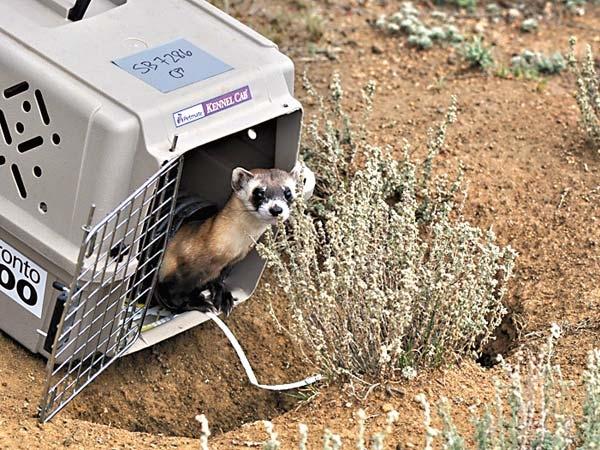 科学家成功克隆濒危生物黑足雪貂,可为什么猛犸象无法被克隆?