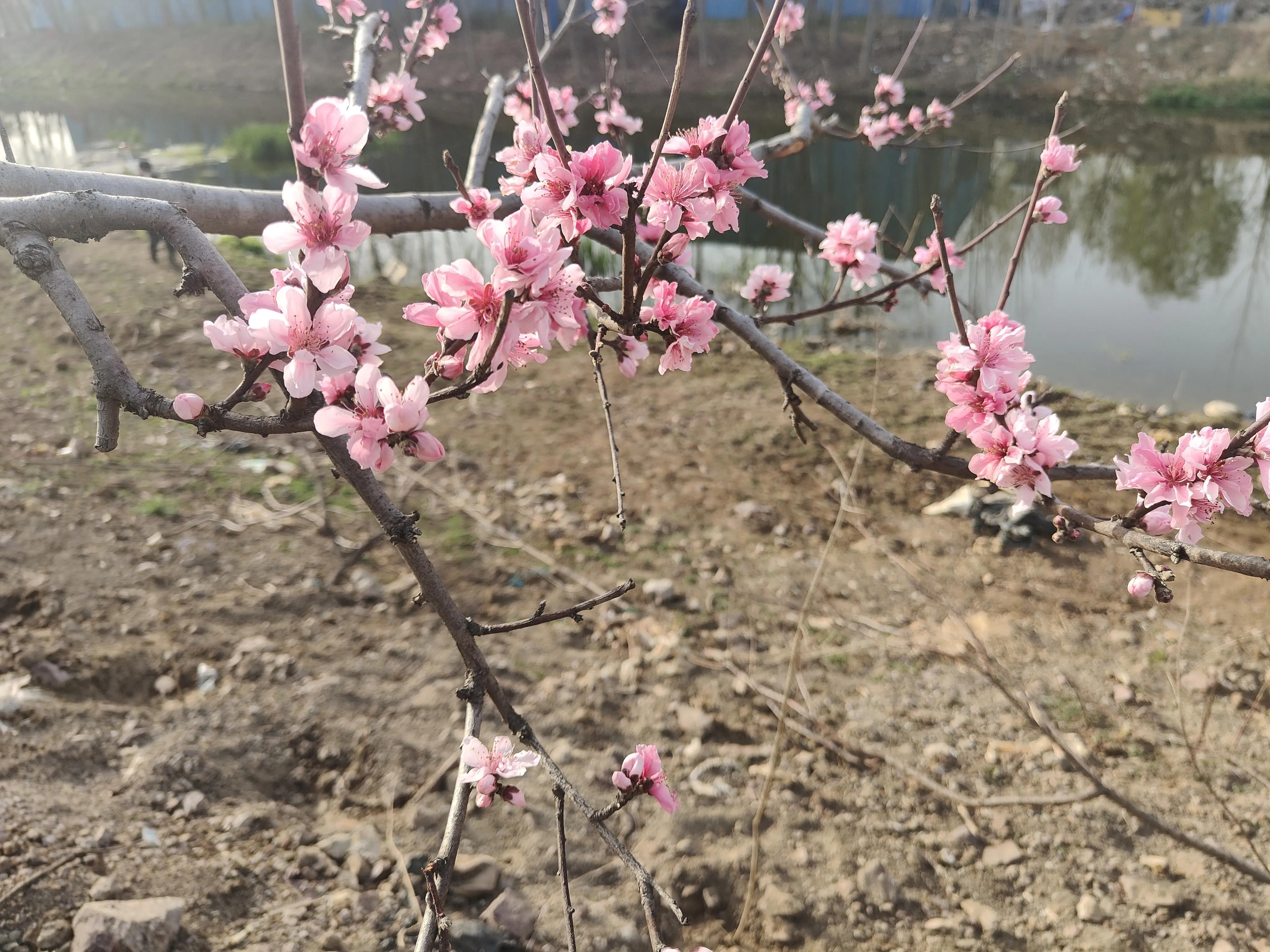 付酥运动已经两年了