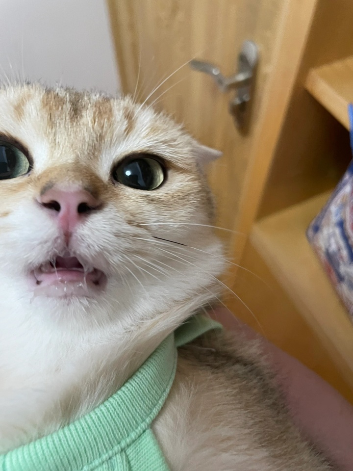 猫口嘴上挂粘液的原因及应对方法