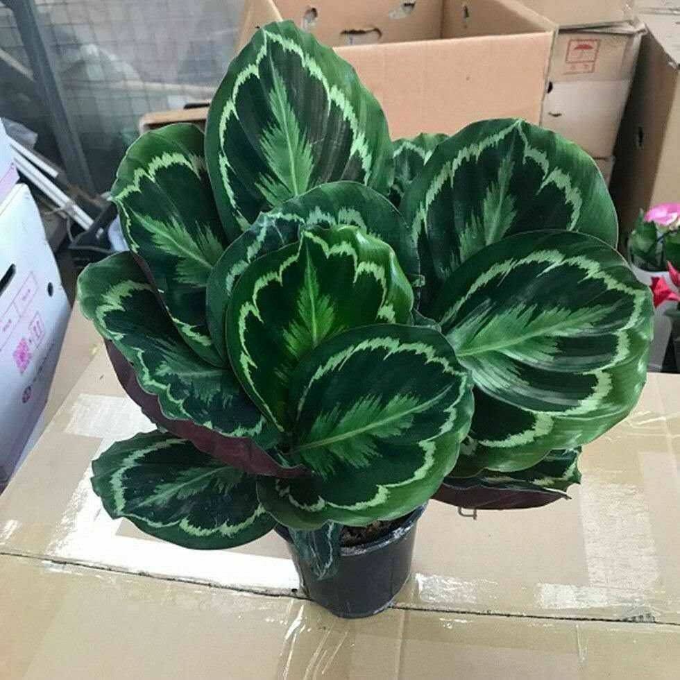 彩虹竹芋是一种非常美丽的植物,其独特的彩色叶片和优雅的形态使其