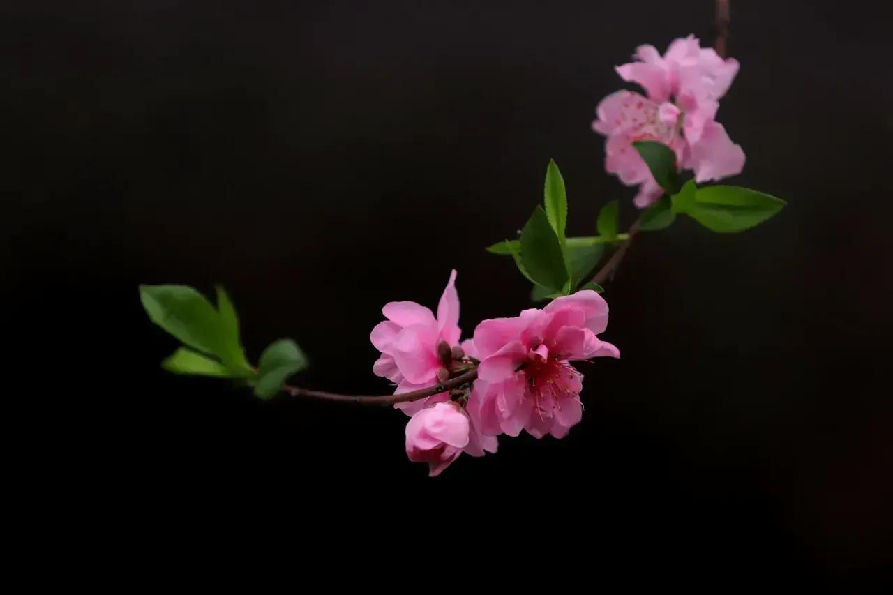 图片分享黑色背景下的花卉