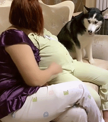 全球公认影响胎儿智力的工作:宝妈怀孕后,建议赶快离职