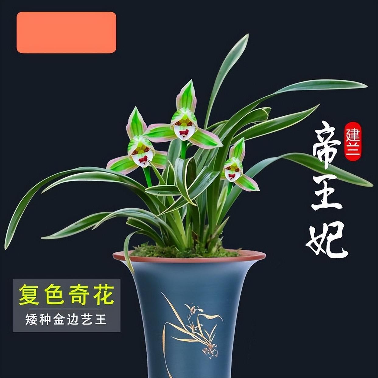 此兰很多人没见过,一花双色,香气醇正,叶带金边,是兰中佳品