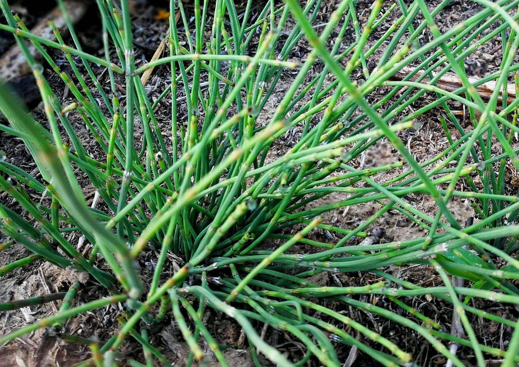 节节草是什么?医生:老人用它泡脚,或可以解决多年的老问题