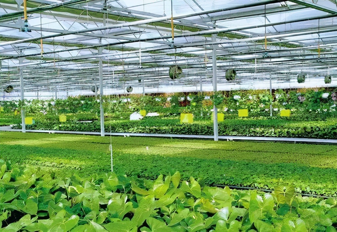 大棚蔬菜种植