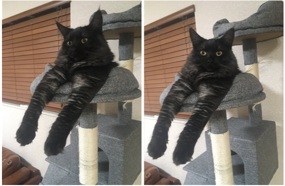 铲屎官突然怀疑:自己是不是养了一只蜘蛛猫?